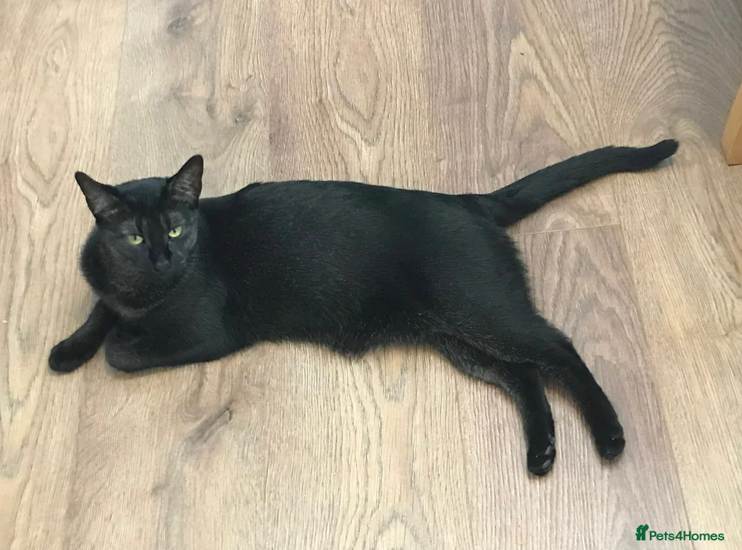 Chausie cats for sale: Black Chausie - Ellie - Advert 1