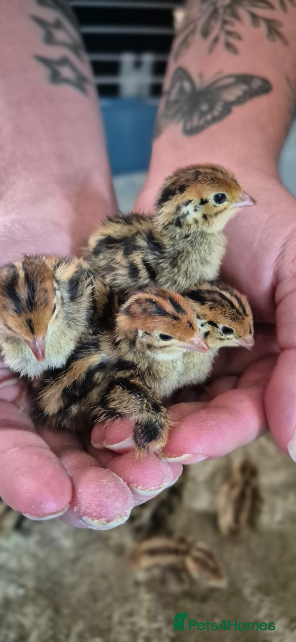 Quail poultry Coturnix Quail chicks - Advert 13