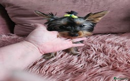 Yorkshire Terrier dogs for sale: For sale - Image 8