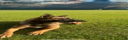 Belgian Shepherd Dog dogs for sale: *****Professionally Trained Boy & Girl Pups***** in Sutton Coldfield - Advert 10