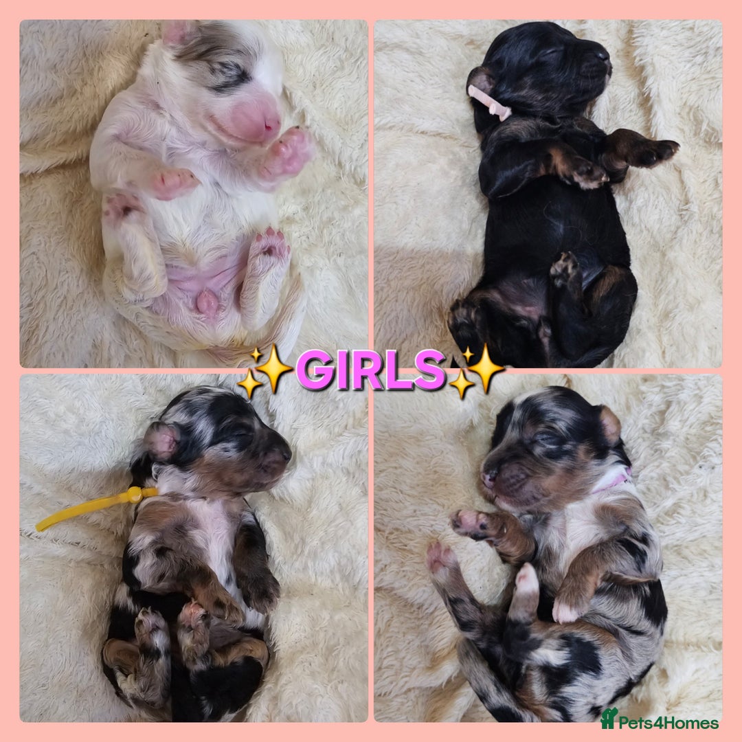 Cavapoo dogs for sale: STUNNING FULLY HEALTH TESTED F1B CAVAPOO  - Advert 9