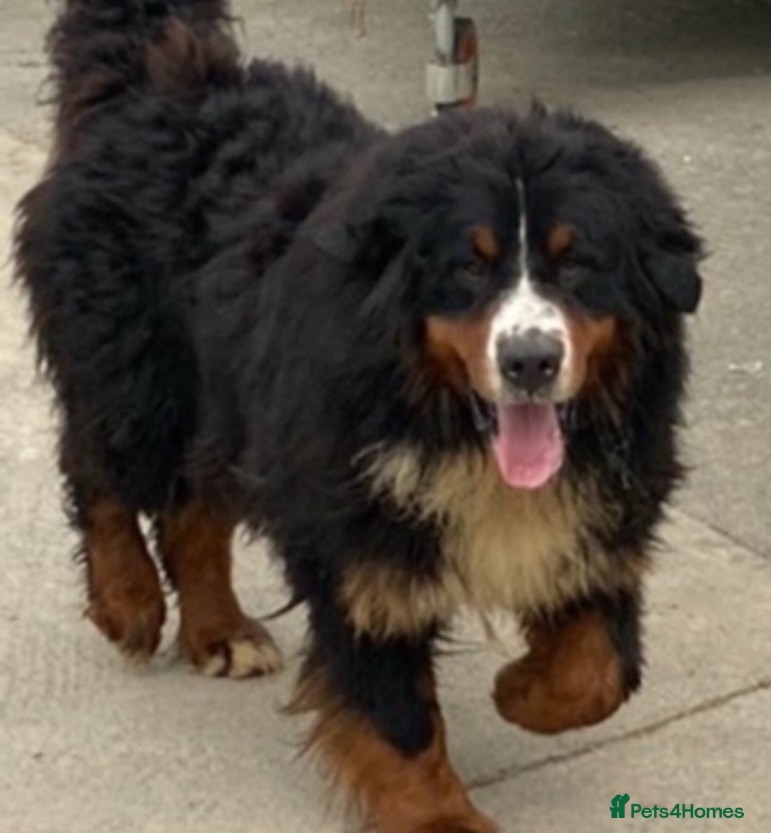 Bernese Mountain Dog dogs for sale: Beutiful girls and boys available  - Image 10