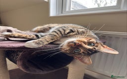 Bengal cats for sale: Beautiful Bengal/Tuxedo Cats  - Image 4