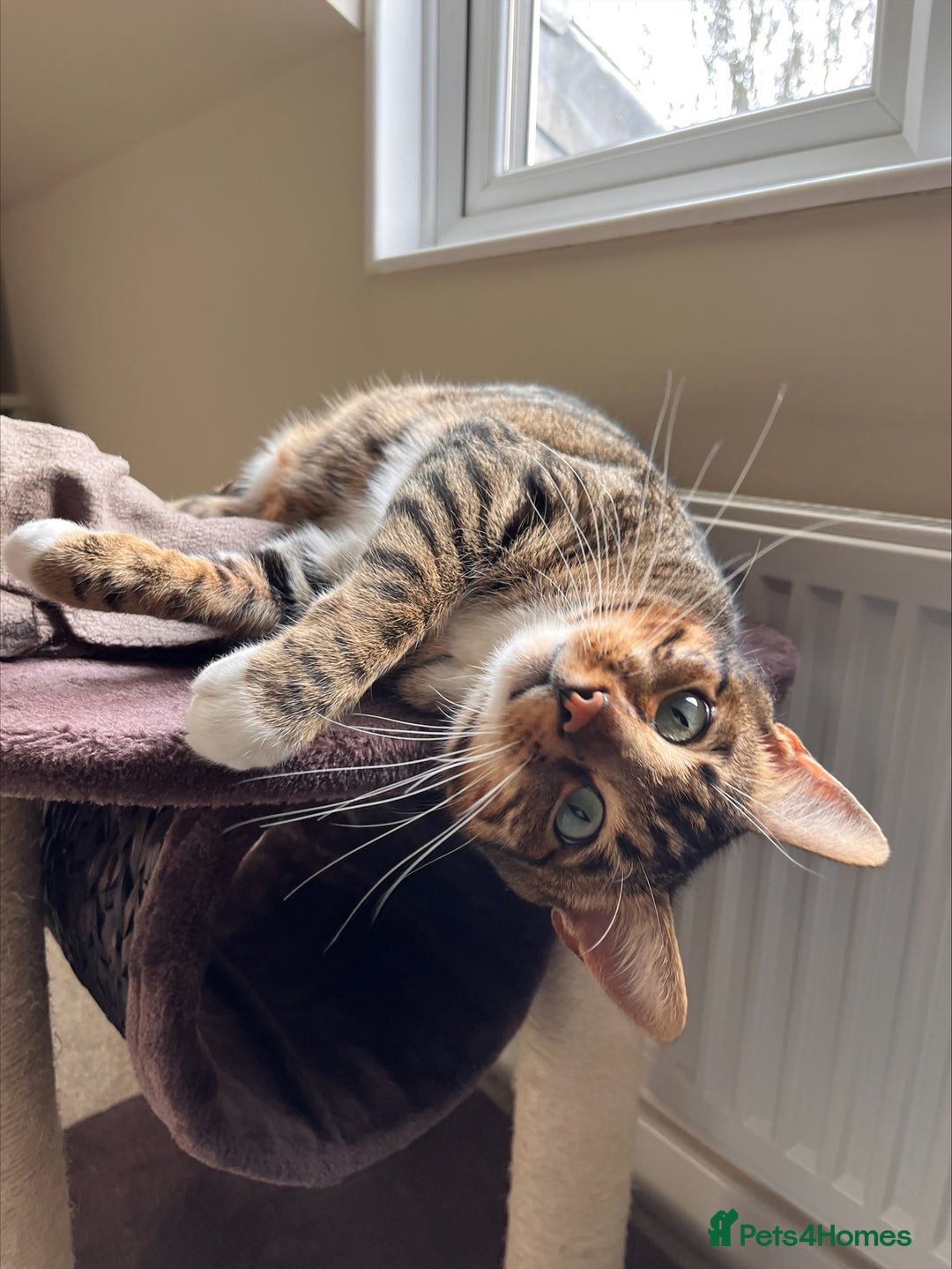 Bengal cats for sale: Beautiful Bengal/Tuxedo Cats  - Image 4