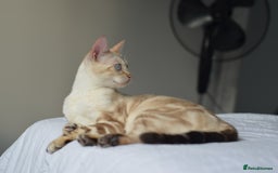 Siamese cats for sale: 🧬F1 BENAMESE KITTENS🧬  - Image 5