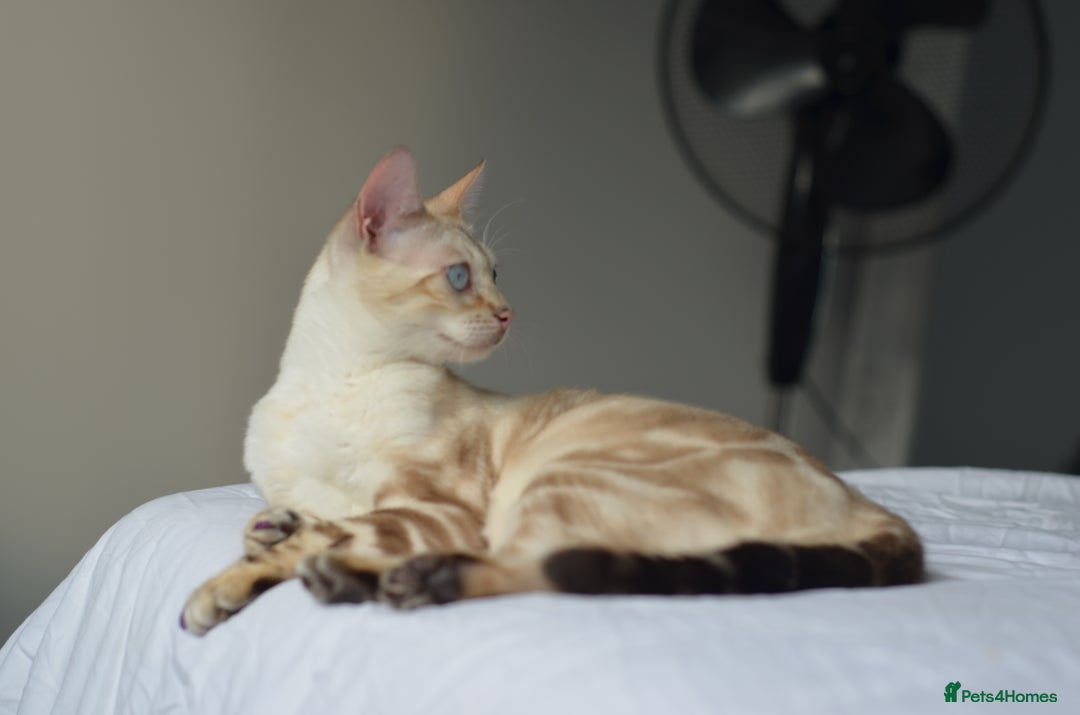 Siamese cats for sale: 🧬F1 BENAMESE KITTENS🧬  - Image 5