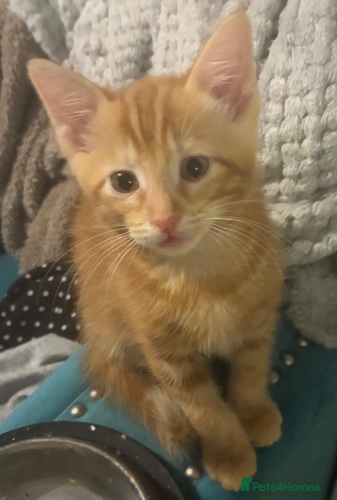 Domestic Shorthair cats for sale: Beautiful ginger male kitten  - Advert 2