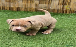 American Bully dogs for sale: Champagne, Chocolate, Merle Micro Pocket Bullys  in Wilmslow - Image 19