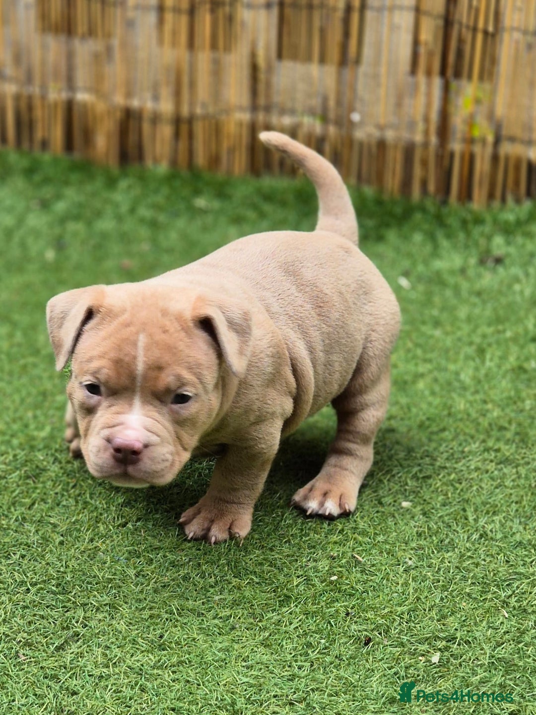 American Bully dogs for sale: Champagne, Chocolate, Merle Micro Pocket Bullys  in Wilmslow - Image 19