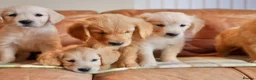 Golden Retriever dogs for sale: Quality Health Tested Golden Retriever Puppies - Advert 10