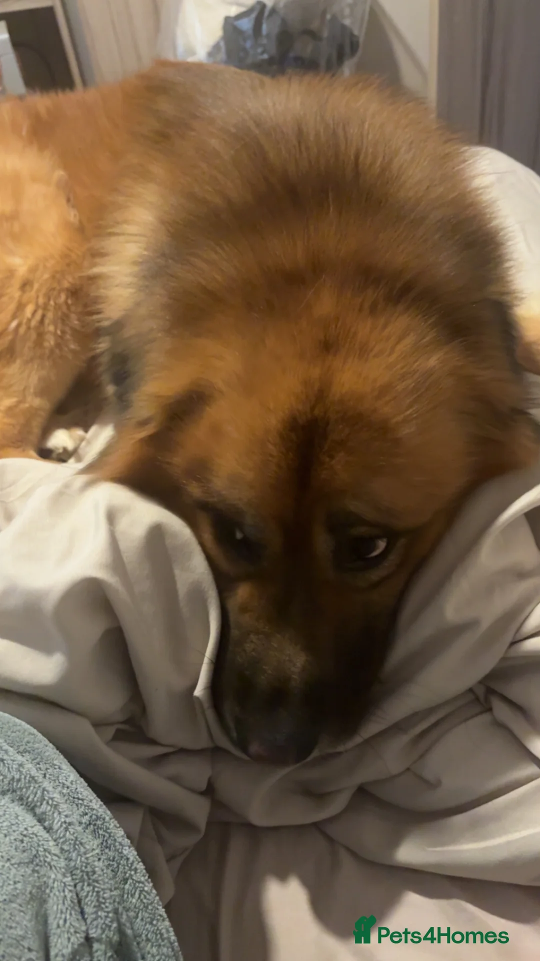 Mixed Breed dogs for sale: Luca- mixed st bernard and german shepherd  in Skegness - Advert 2