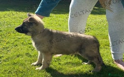 German Shepherd dogs for sale: Reduced kc reg German shepherd pup carry Isabella  - Image 2
