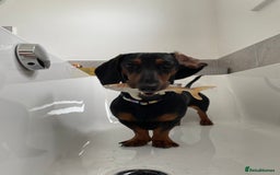 Miniature Dachshund dogs for sale: Looking for a 5 star home - Image 7