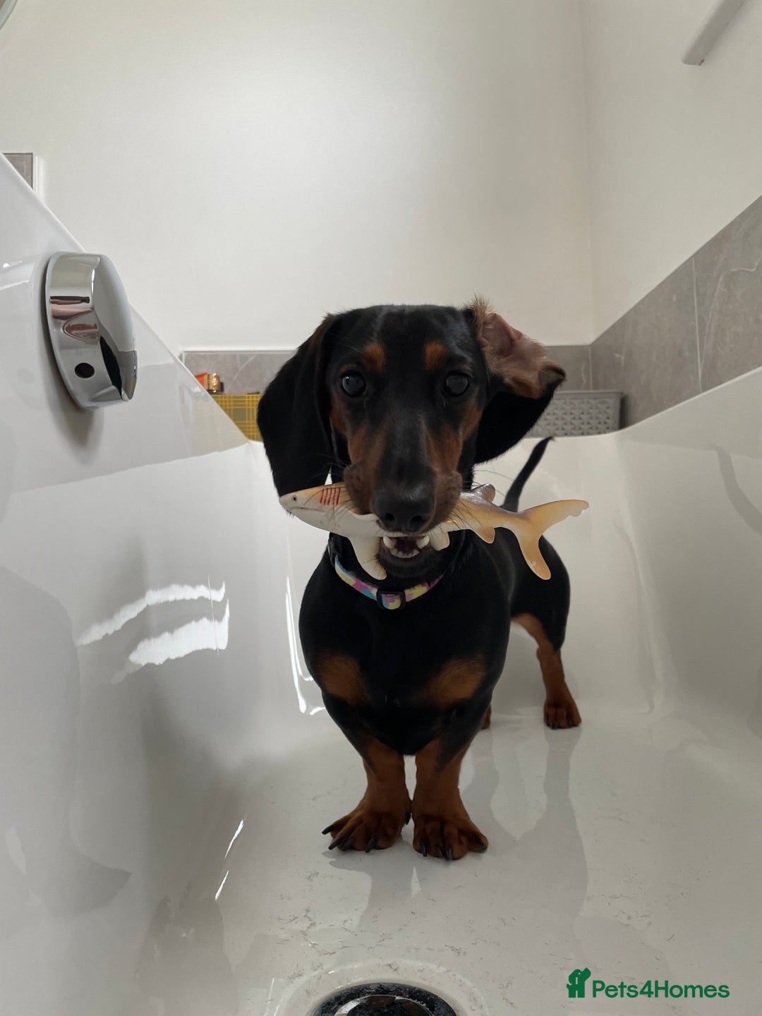 Miniature Dachshund dogs for sale: Looking for a 5 star home - Image 7