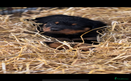 Rottweiler dogs for sale: LAST PUPS REMAINING. READY TO LEAVE  - Image 6
