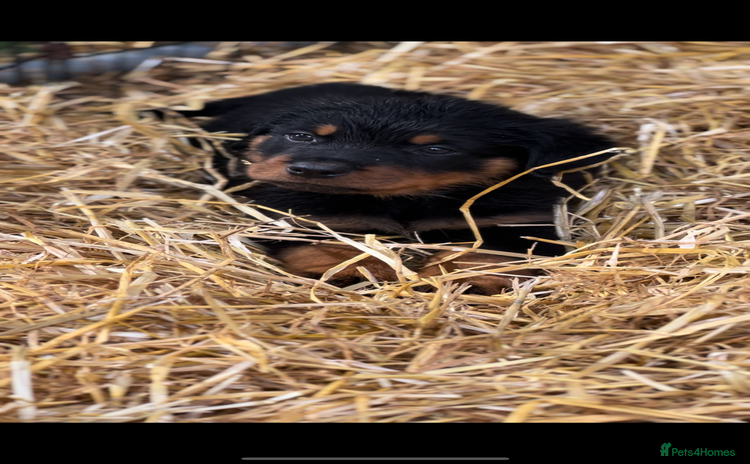 Rottweiler dogs - Advert 4