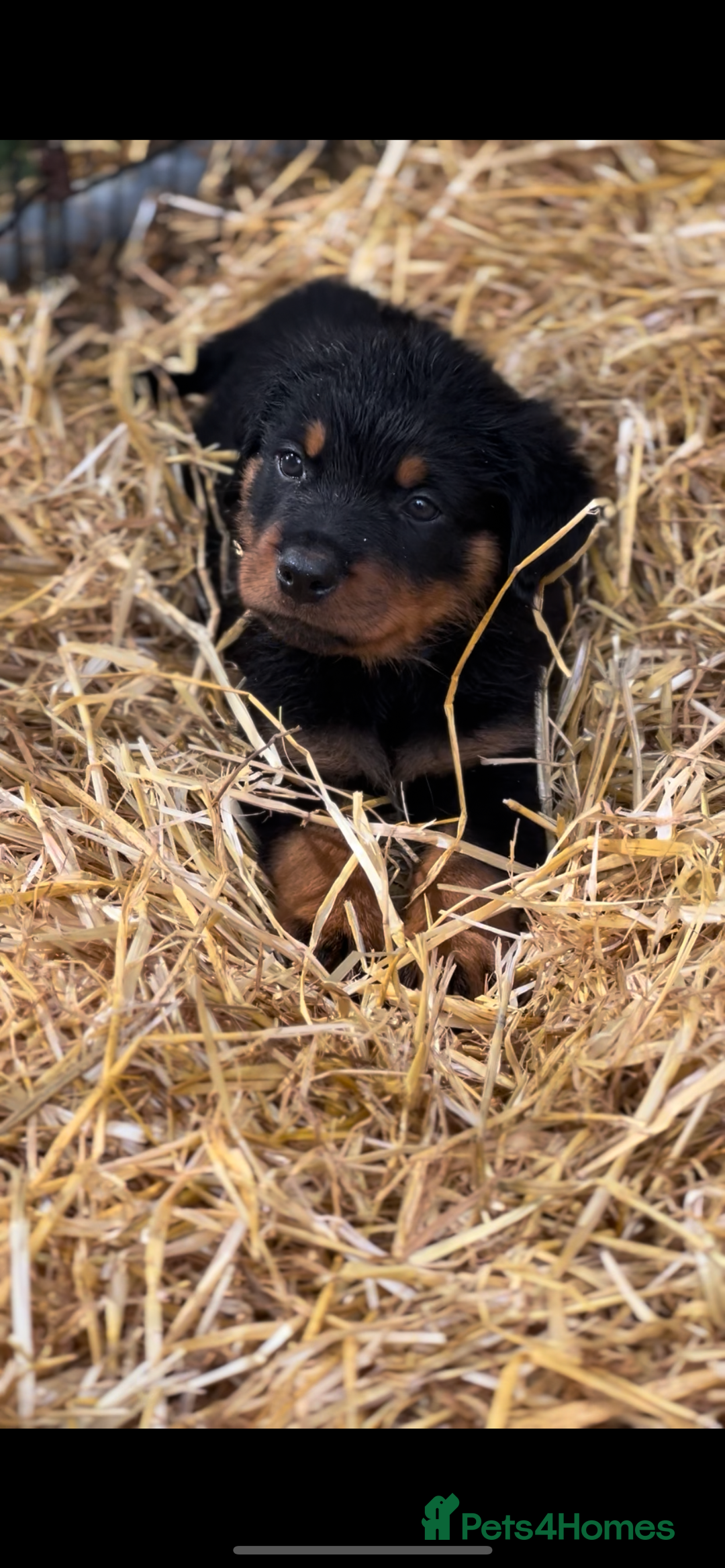 Rottweiler dogs for sale: LAST PUPS REMAINING. READY TO LEAVE  - Image 6