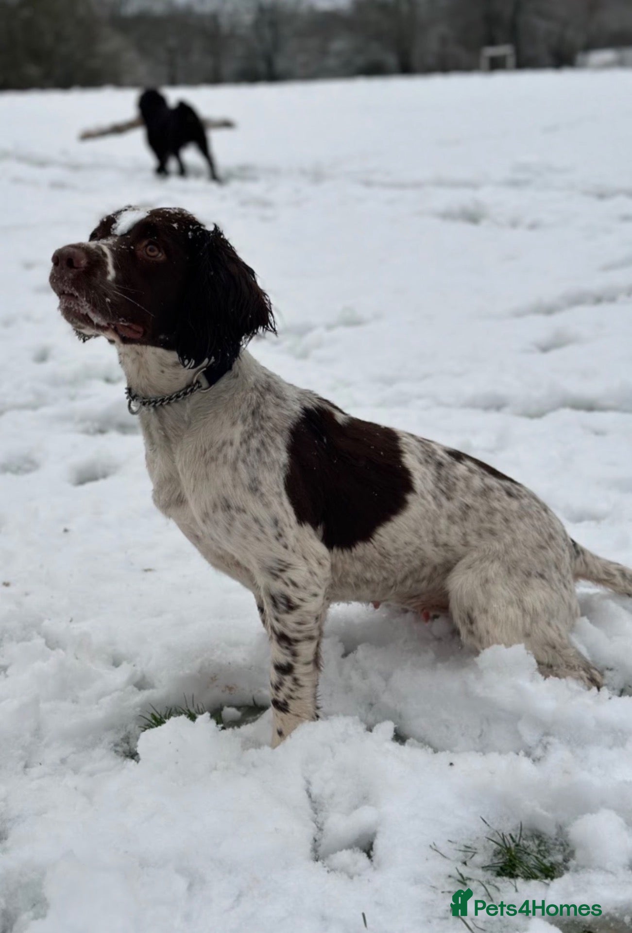 Sprocker dogs F1 Sprocker Puppies Due 9th October. Health tested - Advert 4