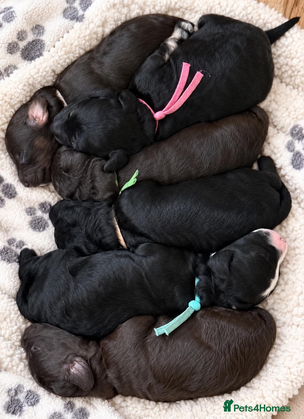 Cockapoo dogs 🐾 Gorgeous F1bb Cockapoo Puppies 🐾 - Advert 13