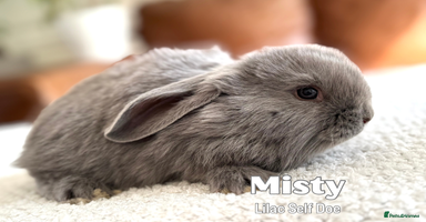 French Lop rabbits - Advert 15