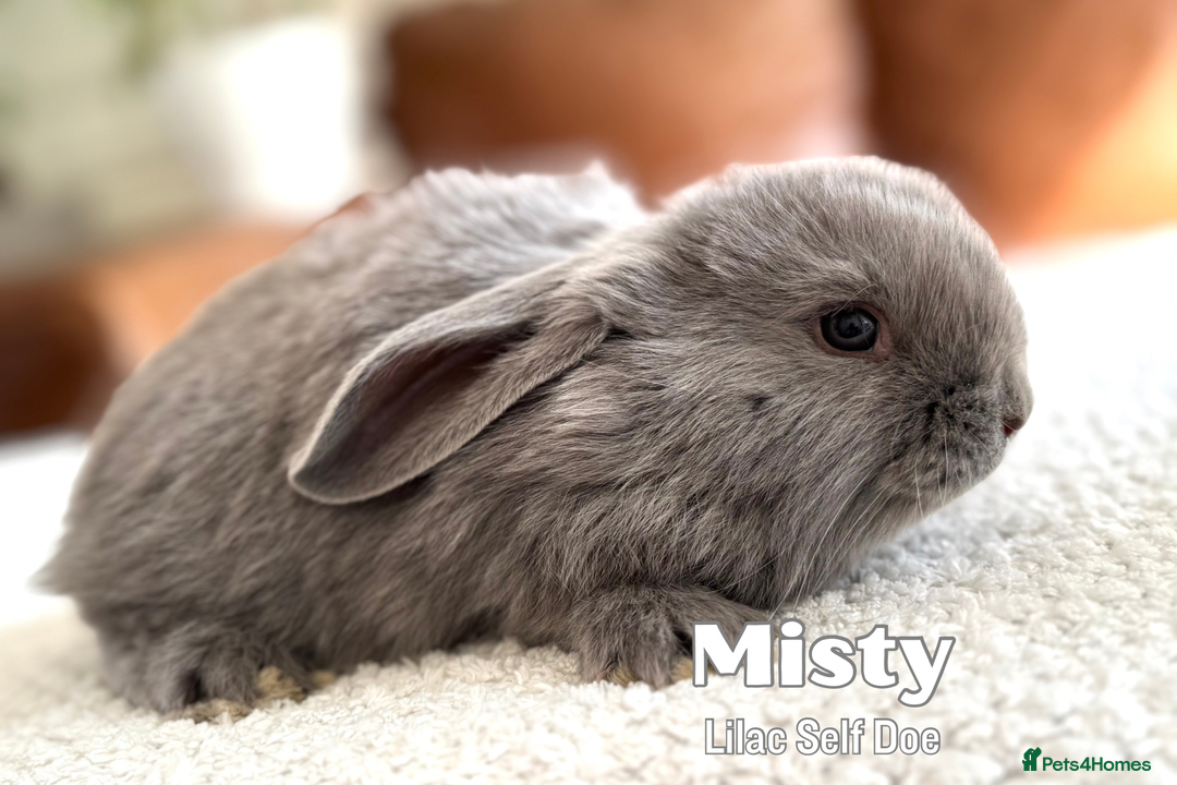 French Lop rabbits for sale: Beautiful Baby French Lops - Image 6