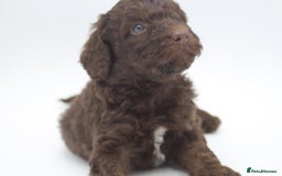 Australian Labradoodle dogs for sale: 🧡💚💙Unique Phantom &  Brown & Tuxedo 💙💚🧡 - Image 2
