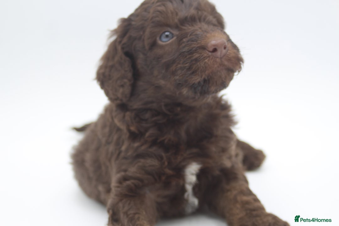 Australian Labradoodle dogs for sale: 🧡💚💙Unique Phantom &  Brown & Tuxedo 💙💚🧡 - Image 2