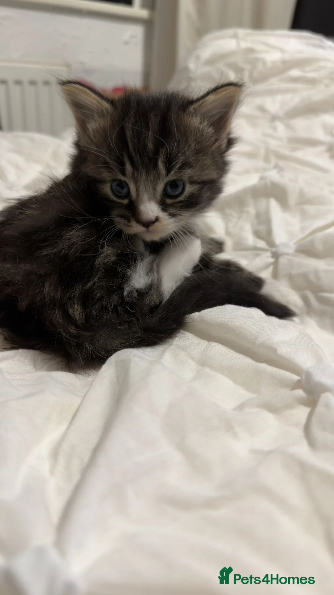 Maine Coon cats for sale: Outstanding Maine coon kittens! - Advert 6