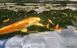 Shubunkins fish for sale: Shubunkins Goldfish  - Image 1
