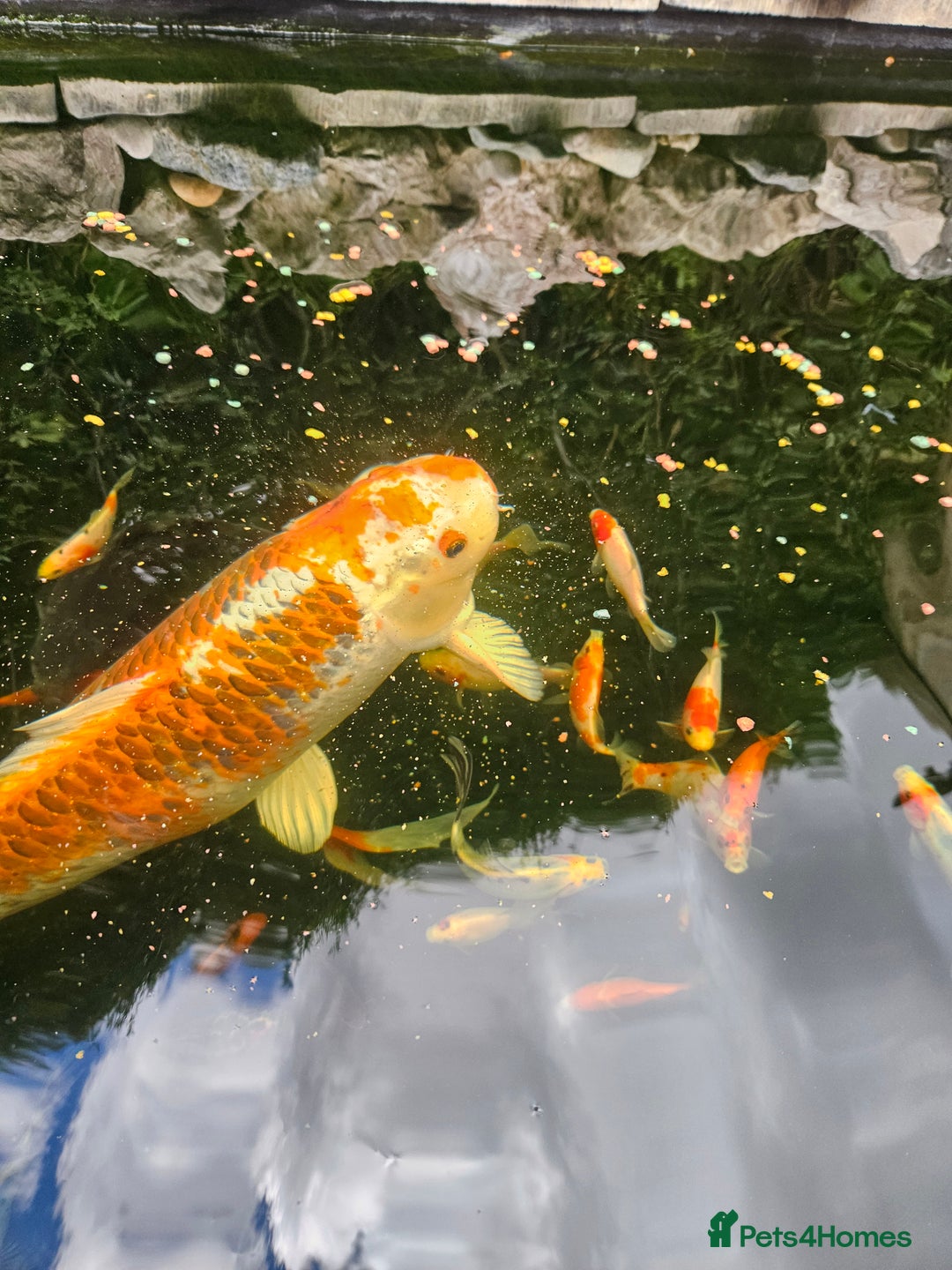 Shubunkins fish for sale: Shubunkins Goldfish  - Image 1