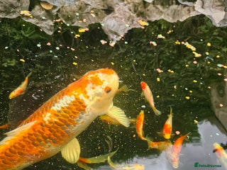 Shubunkins fish - Advert 1