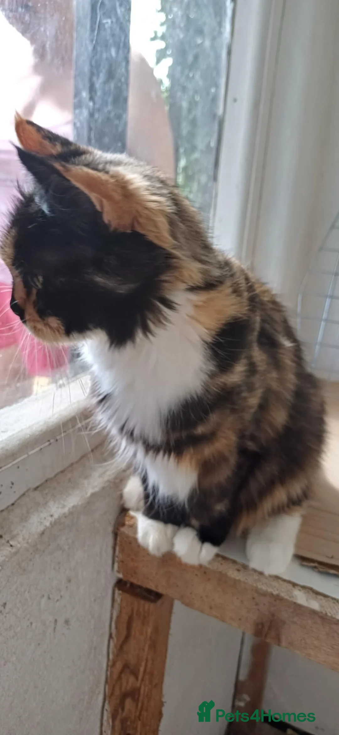 Mixed Breed cats for sale: Mix breed  - Advert 3