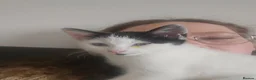 Mixed Breed cats for sale: Bean needs his forever home - Advert 6