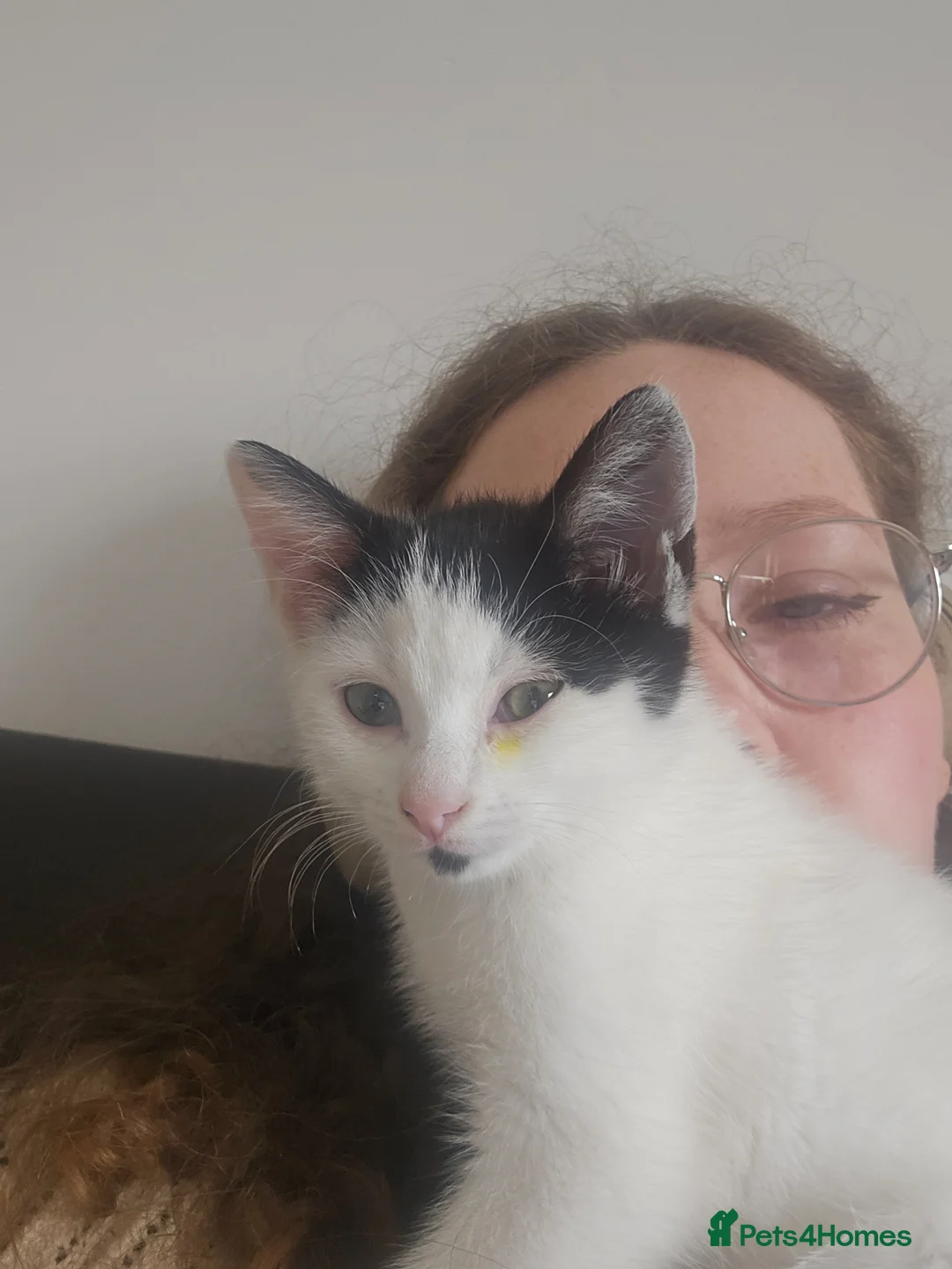 Mixed Breed cats for sale: Bean needs his forever home - Advert 6