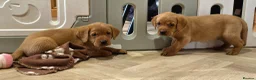 Labrador Retriever dogs for sale: 2 BEAUTIFUL CHUNKY KC REG FOX RED LABRADORS - Advert 10