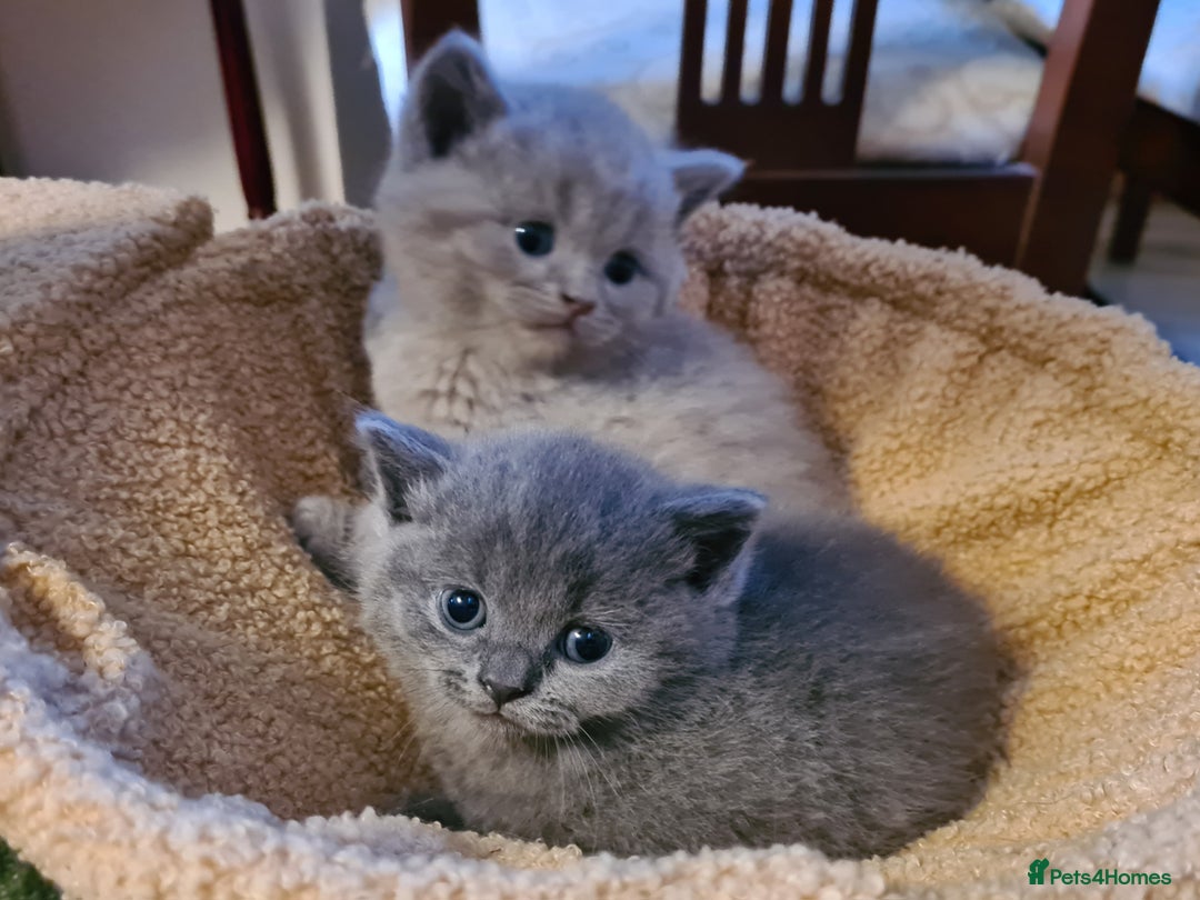 British Shorthair cats for sale: British Shorthair/Scottish Fold - 2 Grey Avail - Image 2