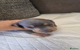 Dachshund dogs for sale: 2 girls and 1 boy miniature dachshund puppies  - Image 17