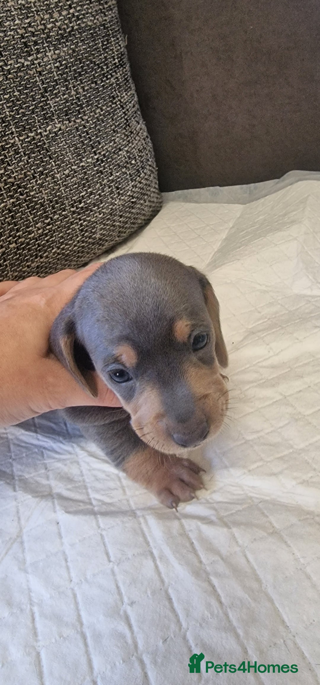 Dachshund dogs for sale: 2 girls and 1 boy miniature dachshund puppies  - Image 17
