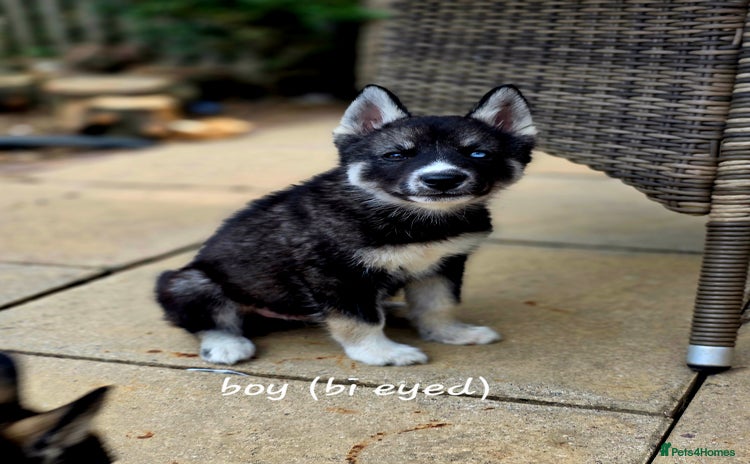 Siberian Husky dogs - Advert 6