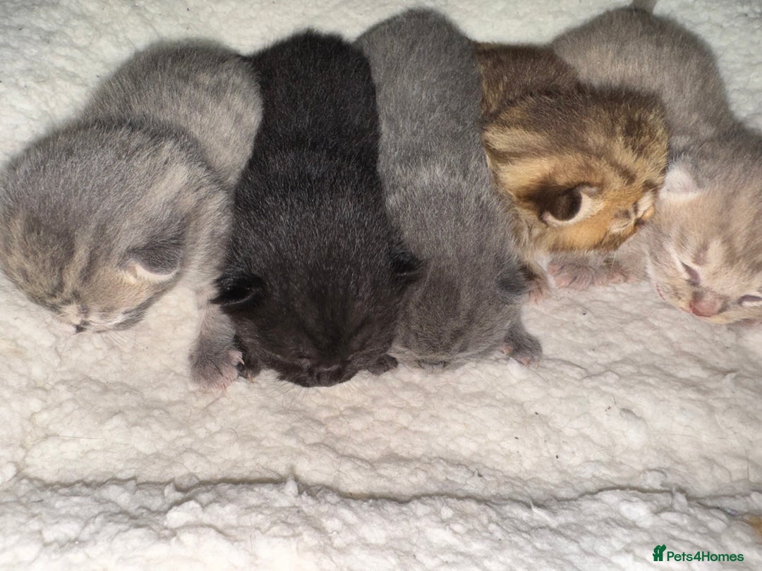 Brazilian Shorthair cats for sale: British shorthairs kittens - Image 5