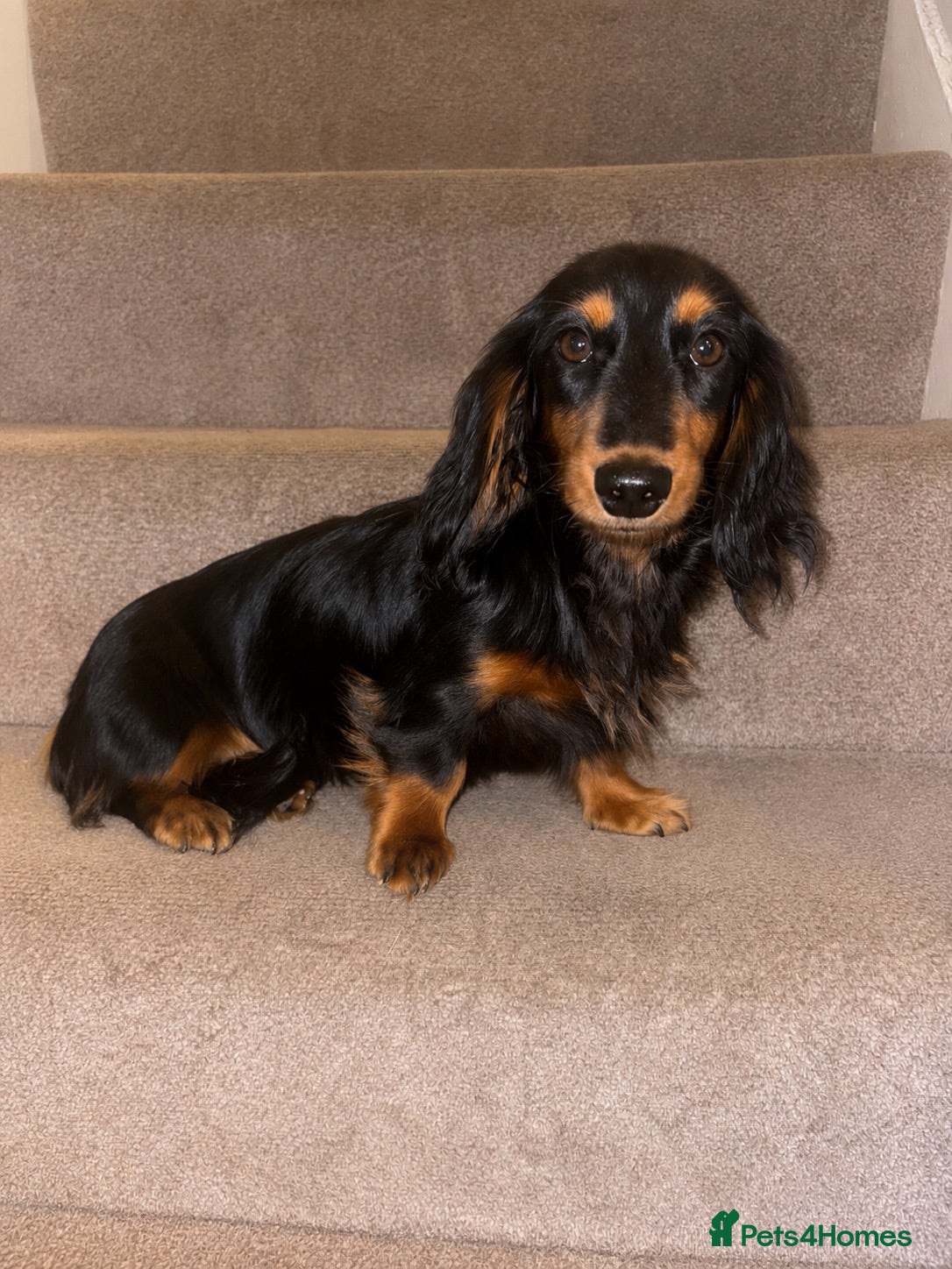 Miniature Dachshund dogs 6 month old girl KC reg pra clear cream carrier - Advert 1
