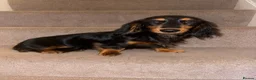 Miniature Dachshund dogs for sale: 6 month old girl KC reg pra clear cream carrier - Advert 1
