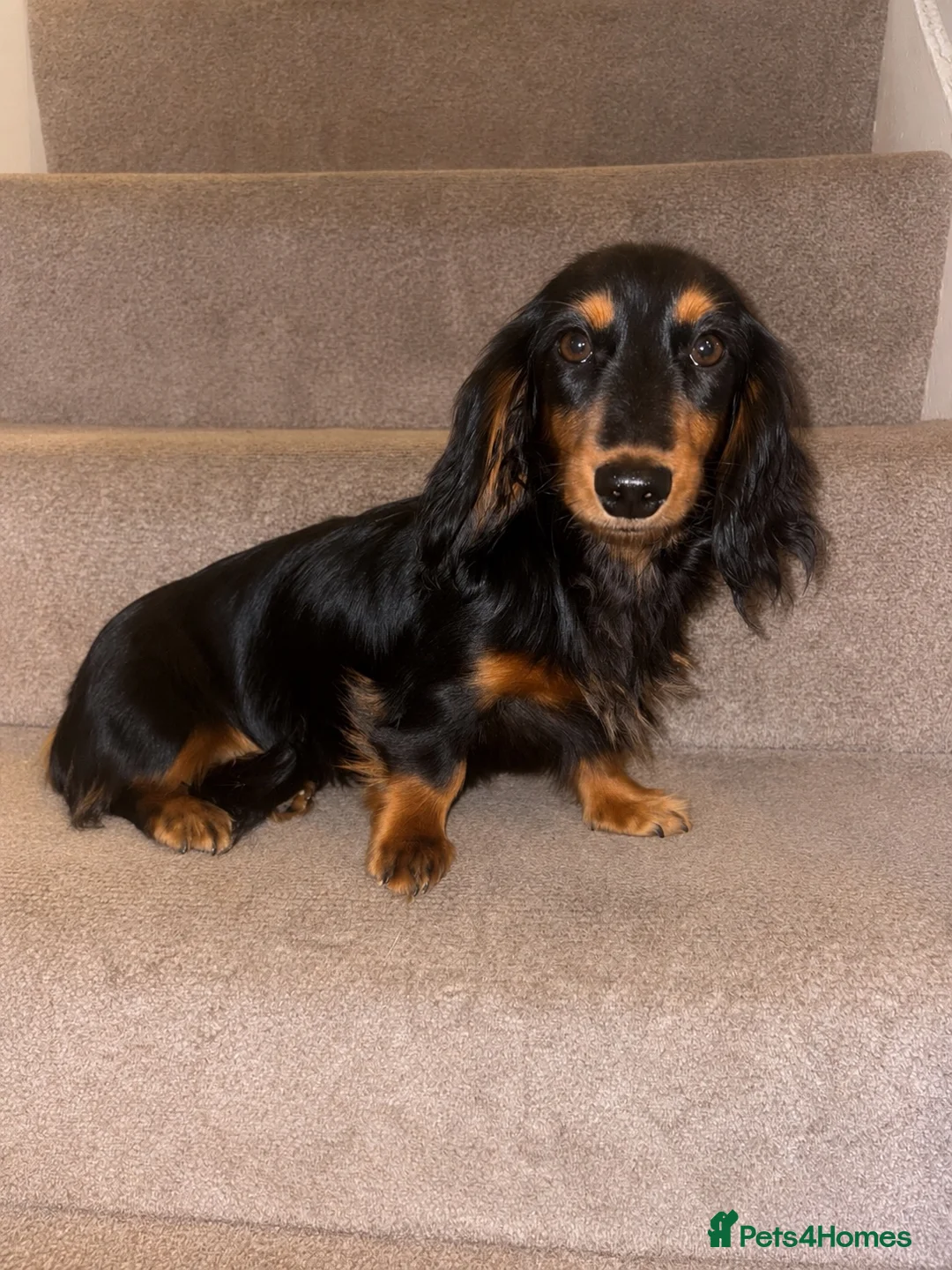 Miniature Dachshund dogs for sale: 6 month old girl KC reg pra clear cream carrier - Advert 1