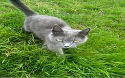 Ragdoll cats for sale: RagDoll X Kittens  - Image 2