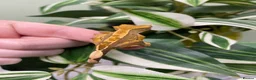 Gecko reptiles for sale: Crested Gecko Babies - Advert 12