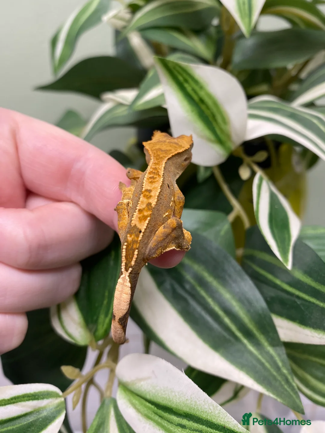 Gecko reptiles for sale: Crested Gecko Babies - Advert 12