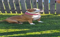 American Bully dogs for sale: 19 month old female pocket bully - Image 4