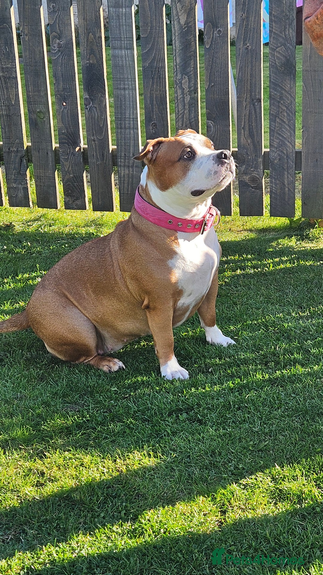 American Bully dogs for sale: 19 month old female pocket bully - Image 4