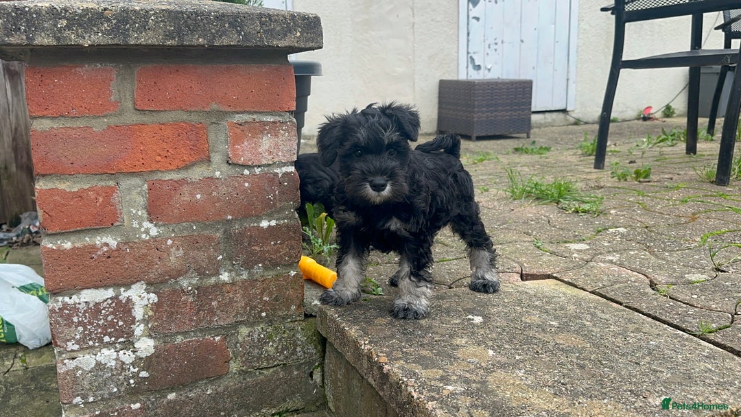 Miniature Schnauzer dogs for sale: Miniature Schnauzers - Advert 4