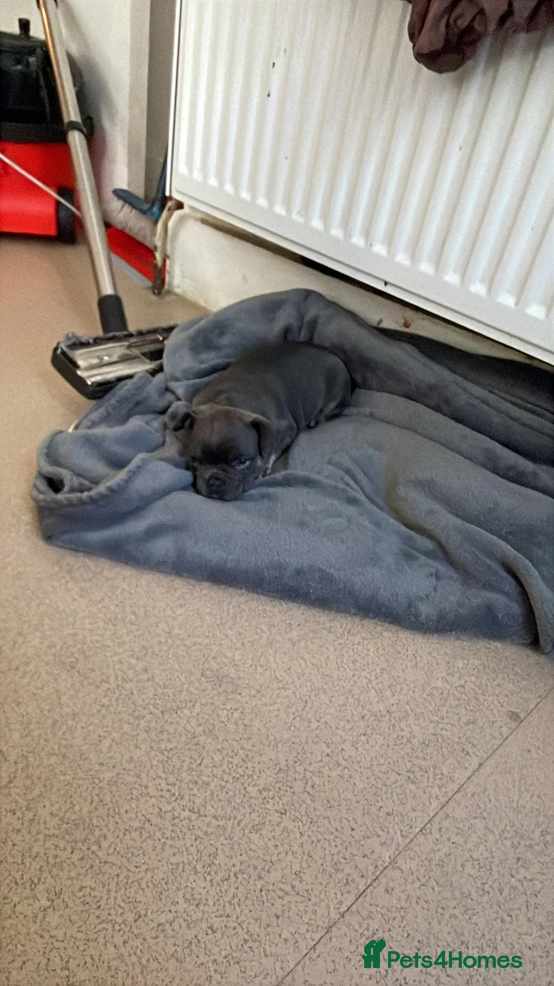 French Bulldog dogs for sale: PINK, ISABELLA & FLUFFY CARRIER FEMALE in London - Advert 6